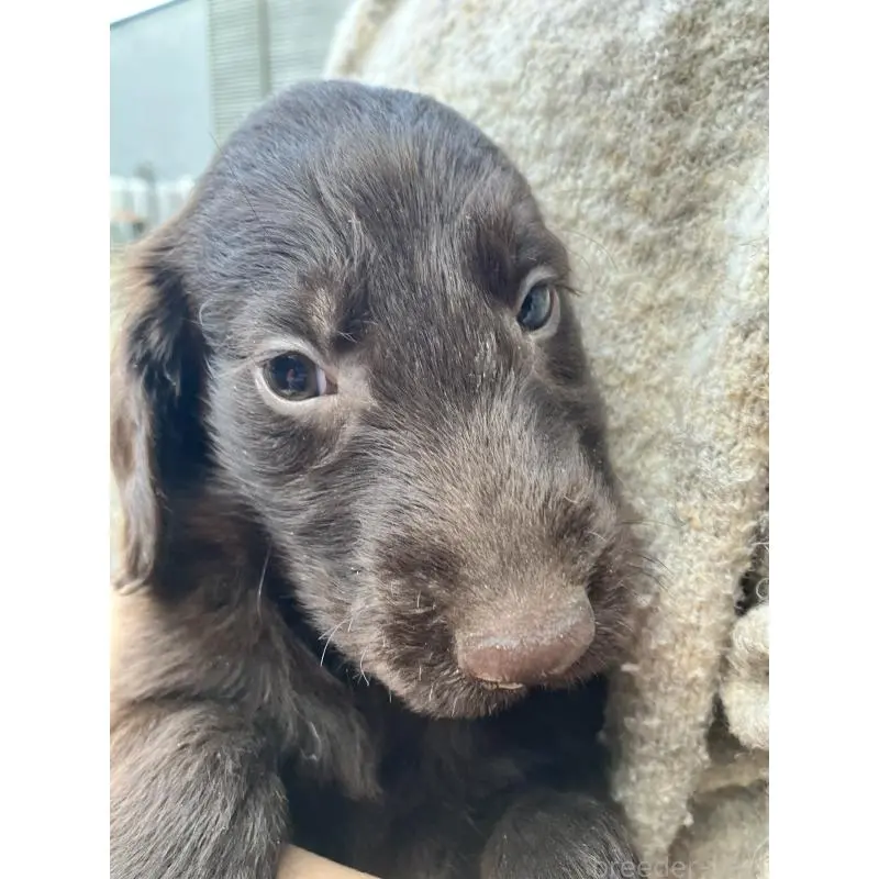 販売中の静岡県のフラットコーテッドレトリーバー-456294の7枚目