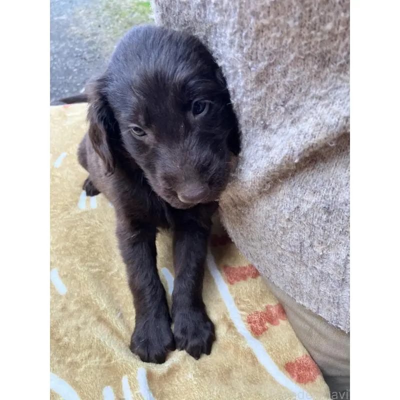 販売中の静岡県のフラットコーテッドレトリーバー-456294の6枚目