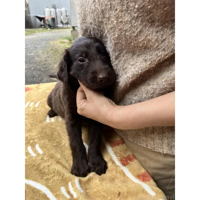 販売中の静岡県のフラットコーテッドレトリーバー-456294の5枚目