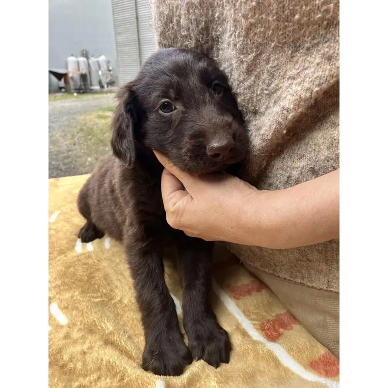 販売中の静岡県のフラットコーテッドレトリーバー-456294の4枚目