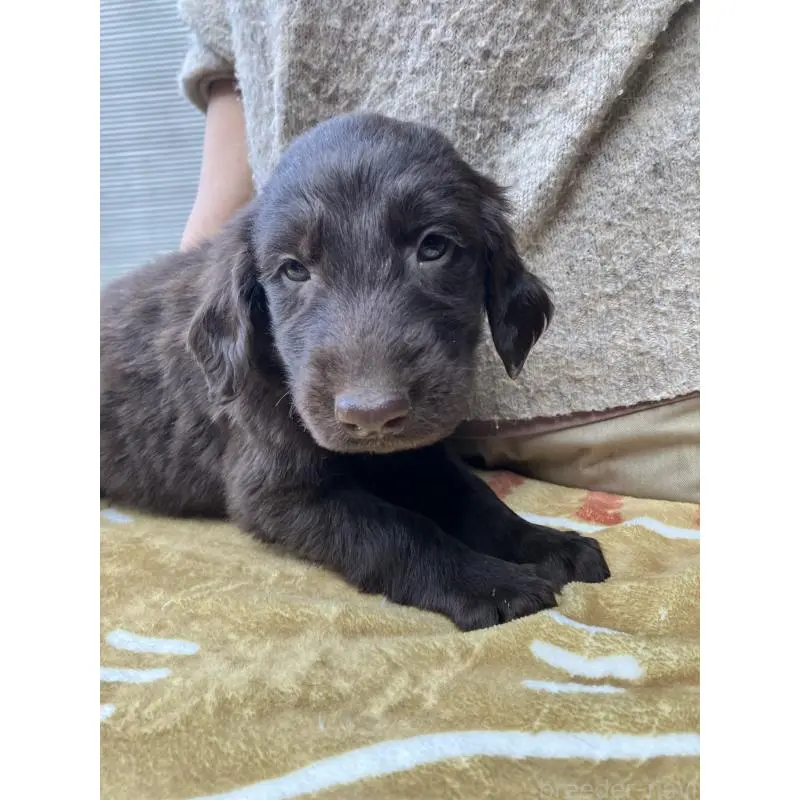 販売中の静岡県のフラットコーテッドレトリーバー-456294の3枚目