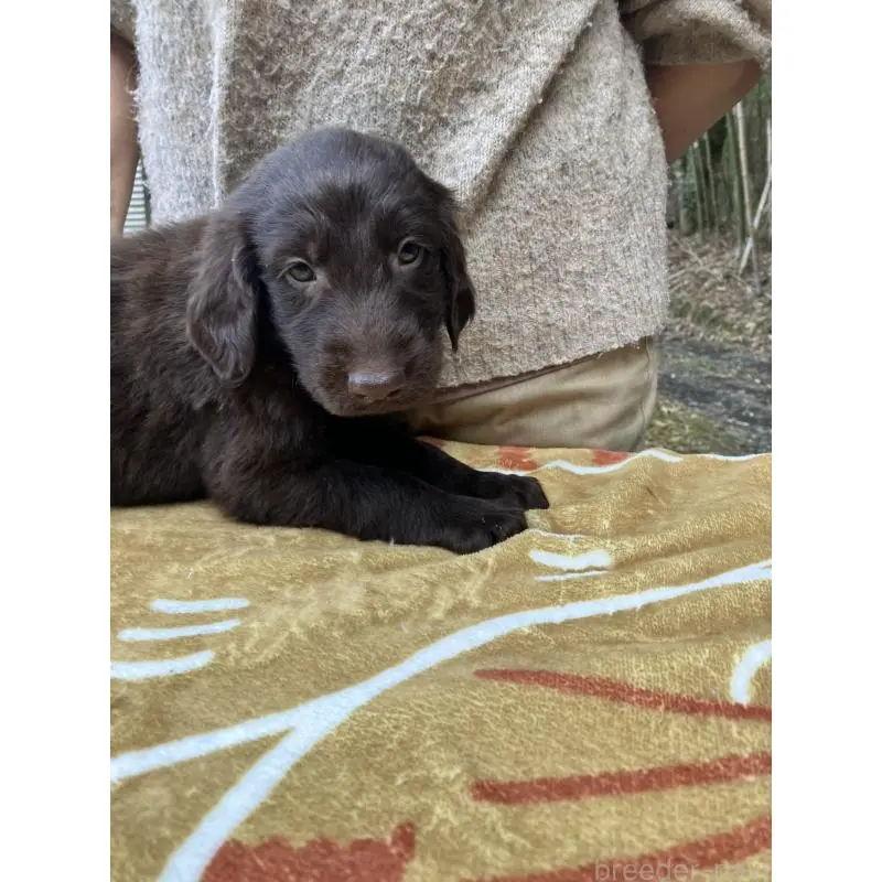 販売中の静岡県のフラットコーテッドレトリーバー-456294の2枚目