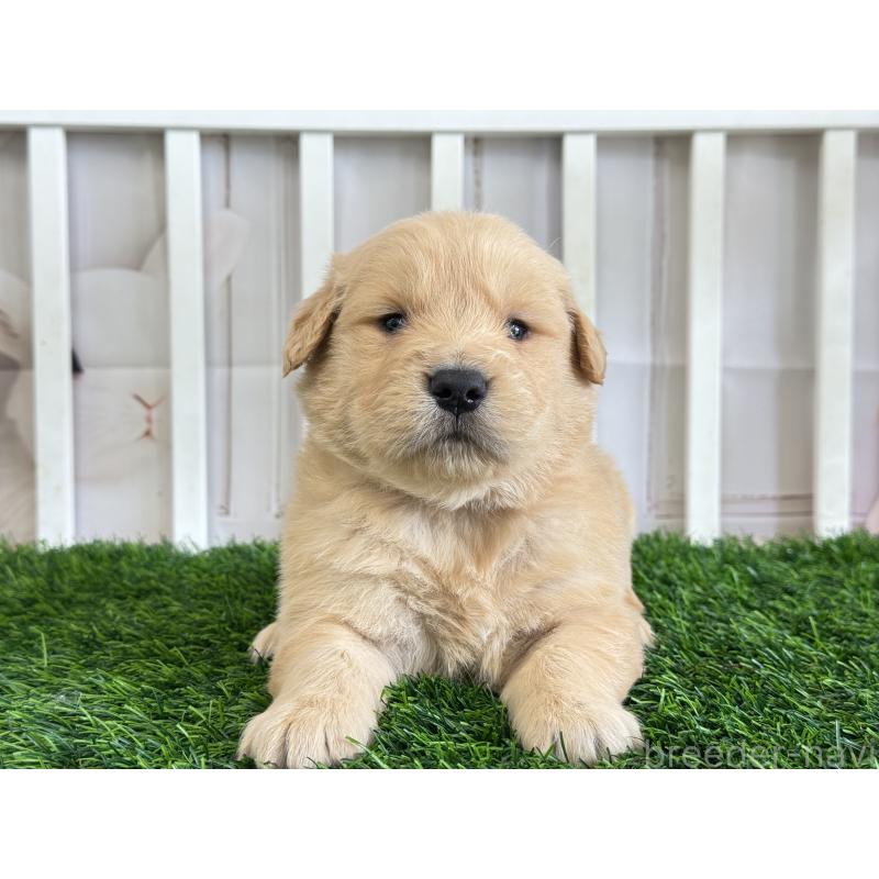 販売中の茨城県のゴールデンレトリーバー-456295の3枚目