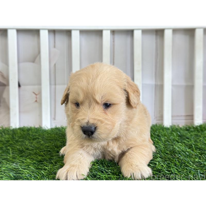 販売中の茨城県のゴールデンレトリーバー-456295の2枚目