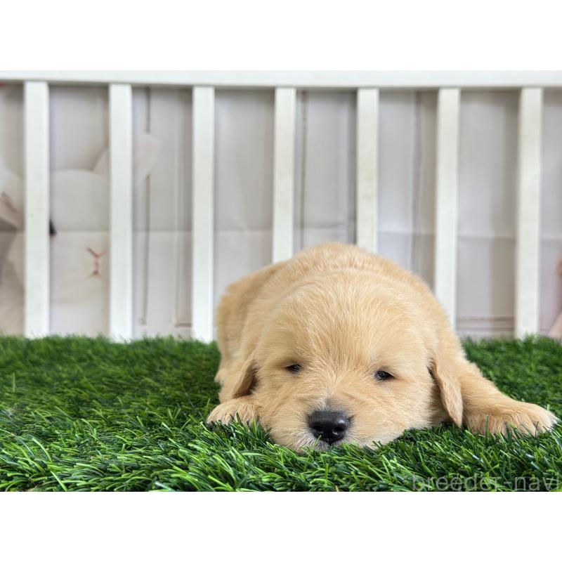 販売中の茨城県のゴールデンレトリーバー-456296の4枚目