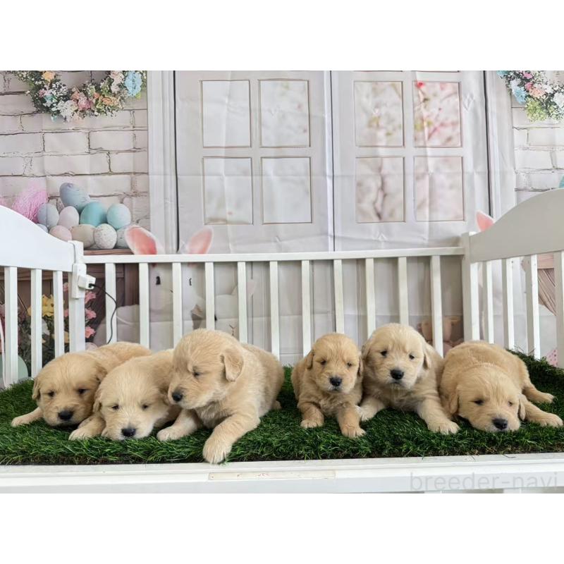 販売中の茨城県のゴールデンレトリーバー-456296の2枚目