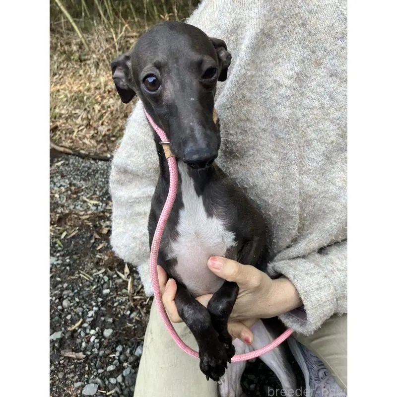 販売中の静岡県のイタリアングレーハウンド(イタグレ)-456297の16枚目