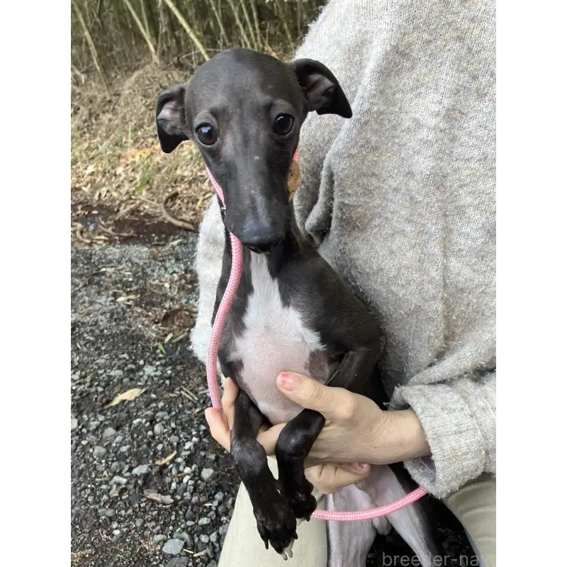 販売中の静岡県のイタリアングレーハウンド(イタグレ)-456297の15枚目