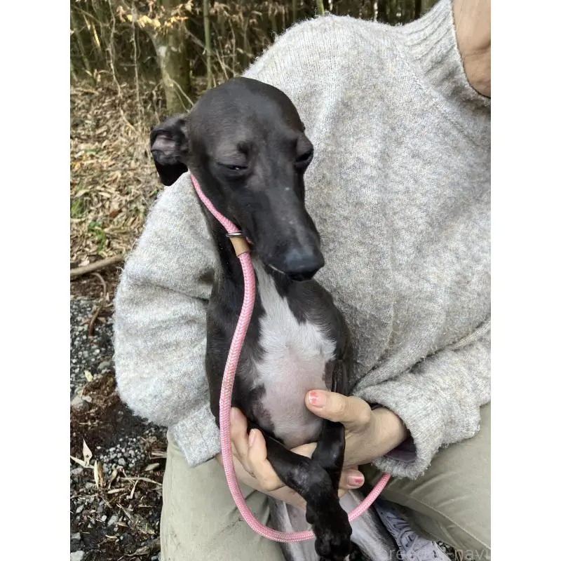 販売中の静岡県のイタリアングレーハウンド(イタグレ)-456297の14枚目