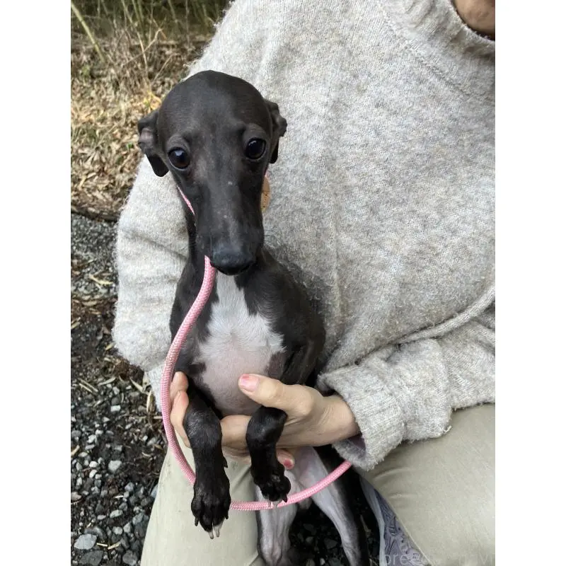 販売中の静岡県のイタリアングレーハウンド(イタグレ)-456297の12枚目