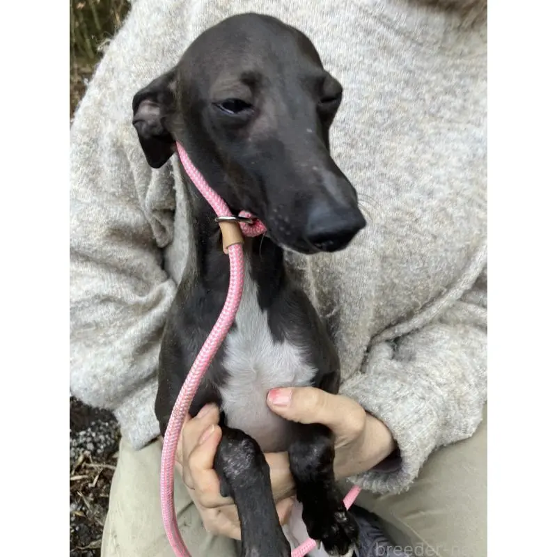 販売中の静岡県のイタリアングレーハウンド(イタグレ)-456297の11枚目