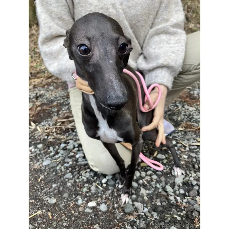 販売中の静岡県のイタリアングレーハウンド(イタグレ)-456297の10枚目