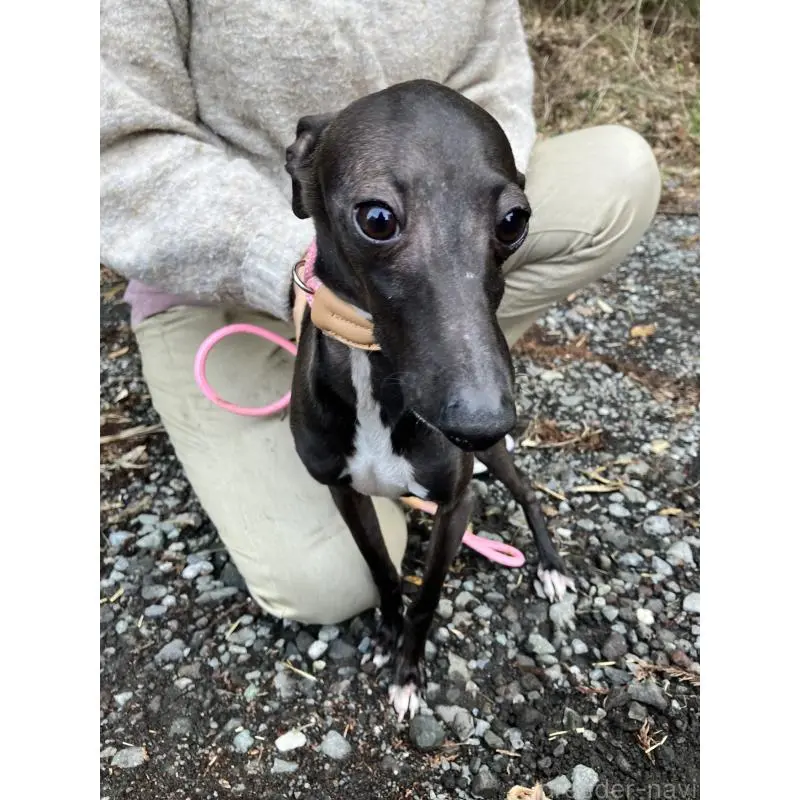 販売中の静岡県のイタリアングレーハウンド(イタグレ)-456297の9枚目