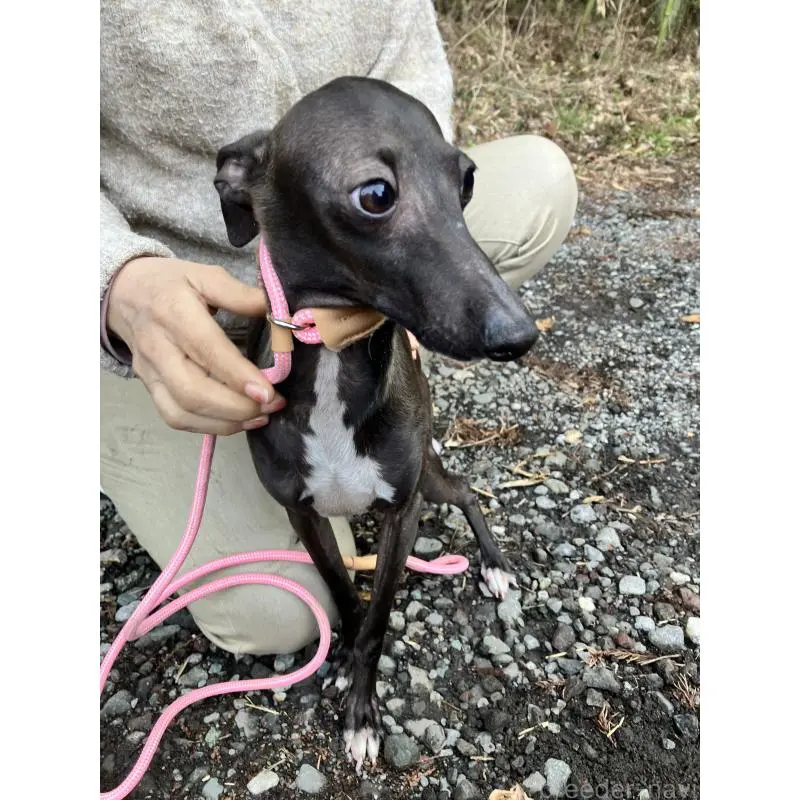 販売中の静岡県のイタリアングレーハウンド(イタグレ)-456297の8枚目