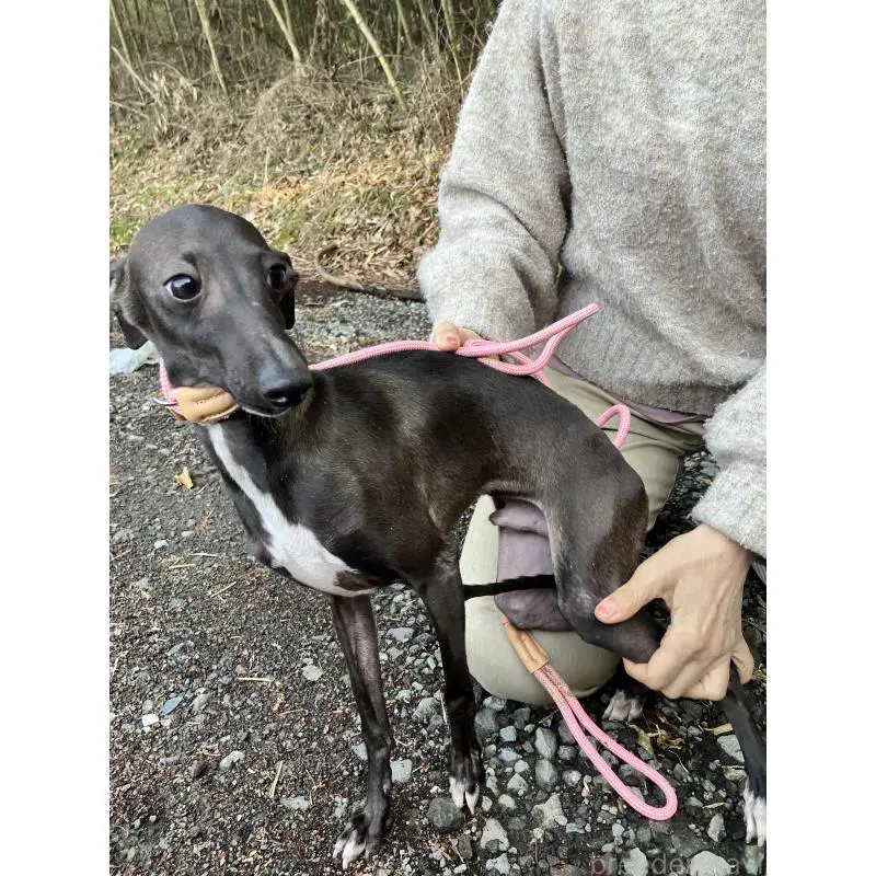 販売中の静岡県のイタリアングレーハウンド(イタグレ)-456297の7枚目
