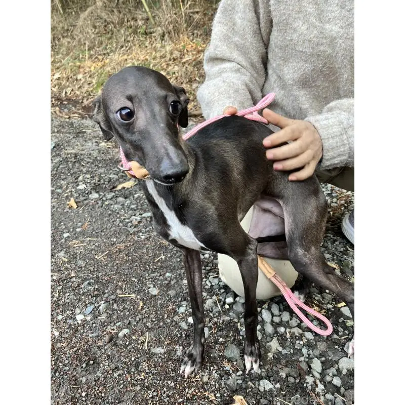 販売中の静岡県のイタリアングレーハウンド(イタグレ)-456297の6枚目