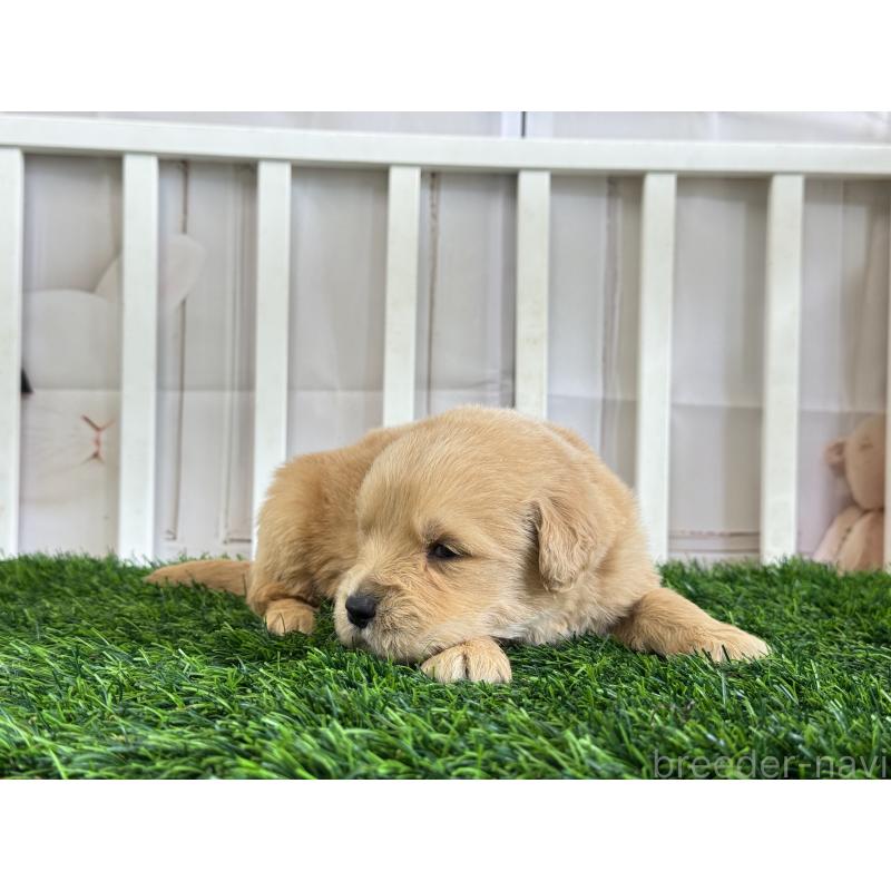 販売中の茨城県のゴールデンレトリーバー-456298の3枚目