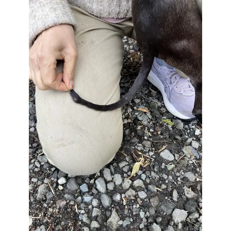 販売中の静岡県のイタリアングレーハウンド(イタグレ)-456297の5枚目