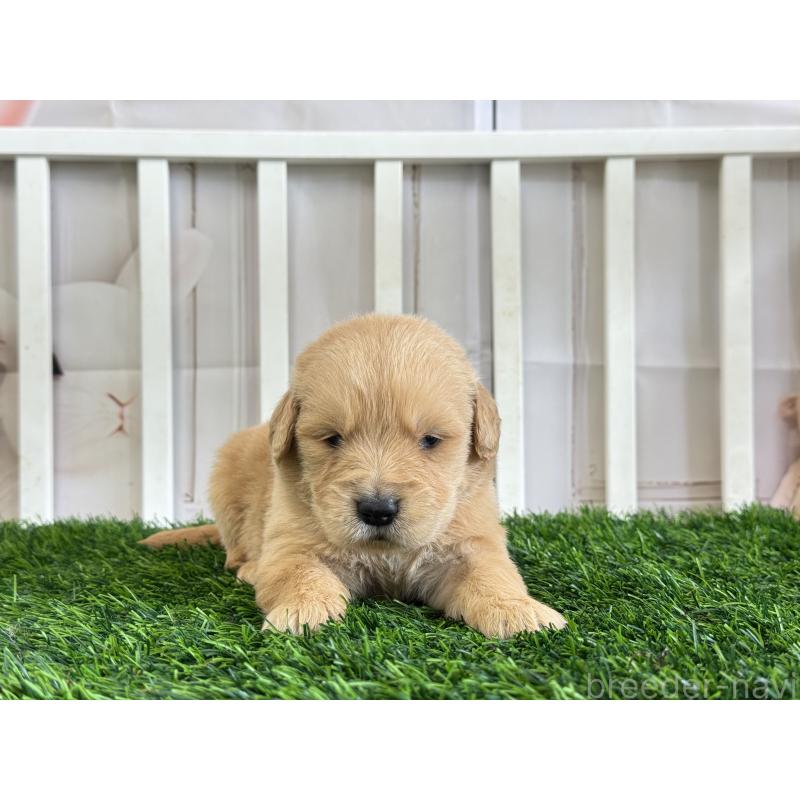 販売中の茨城県のゴールデンレトリーバー-456298の2枚目