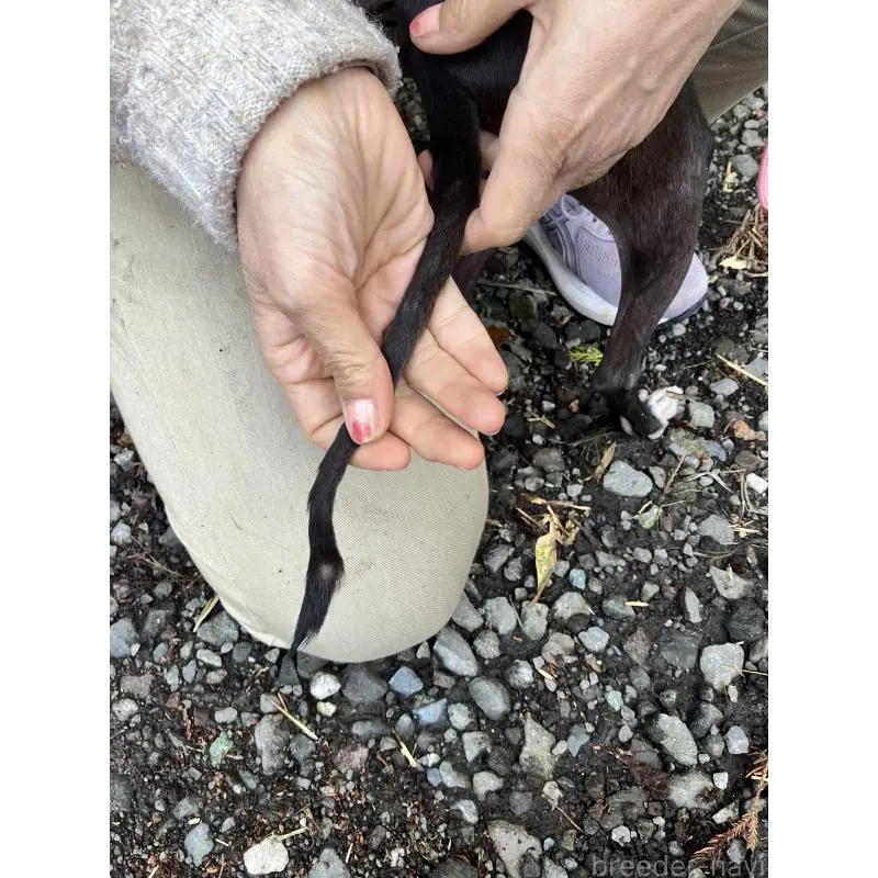 販売中の静岡県のイタリアングレーハウンド(イタグレ)-456297の4枚目