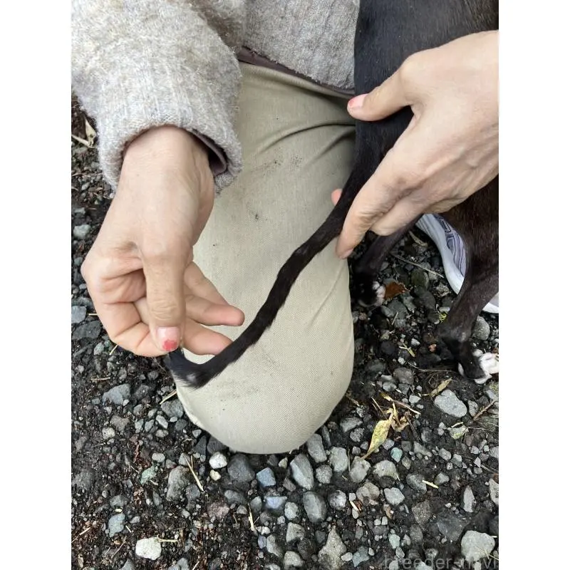 販売中の静岡県のイタリアングレーハウンド(イタグレ)-456297の3枚目