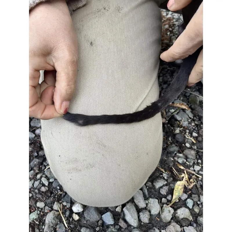 販売中の静岡県のイタリアングレーハウンド(イタグレ)-456297の2枚目