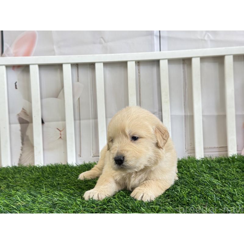 販売中の茨城県のゴールデンレトリーバー-456299の2枚目