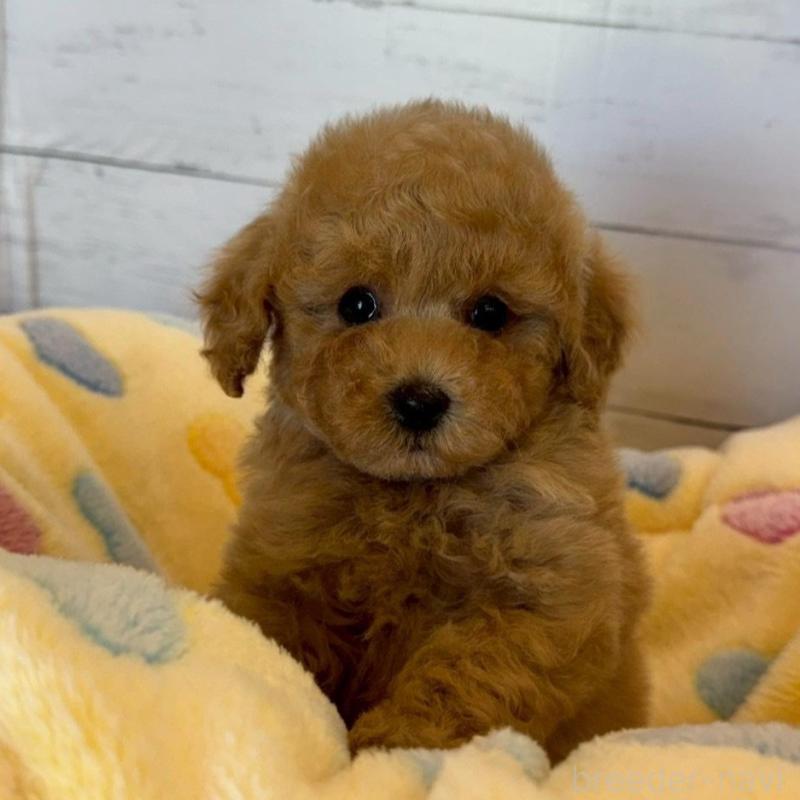 販売中の愛知県のトイプードル-456301の2枚目