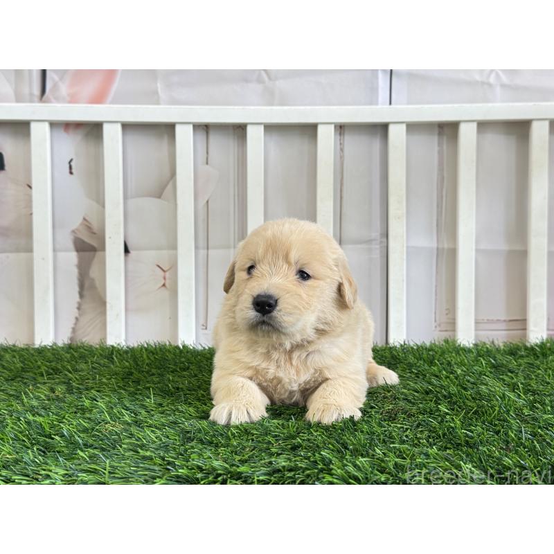 販売中の茨城県のゴールデンレトリーバー-456300の2枚目