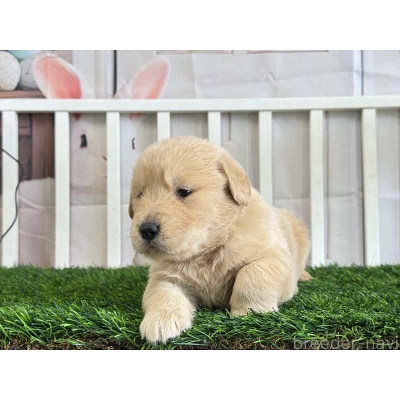 販売中の茨城県のゴールデンレトリーバー-456302の2枚目