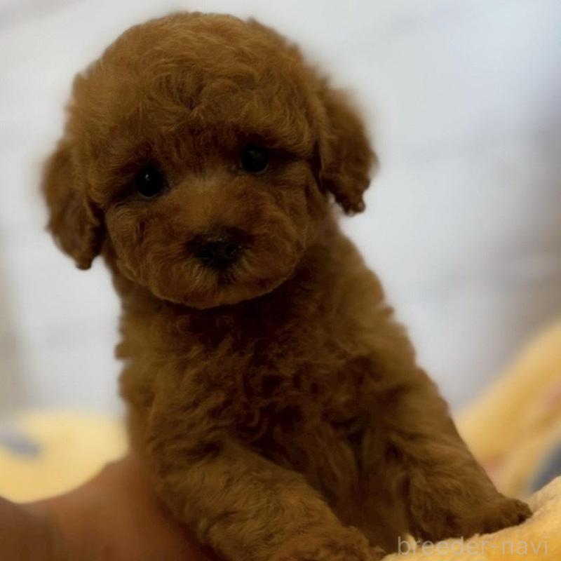 販売中の愛知県のトイプードル-456303の5枚目