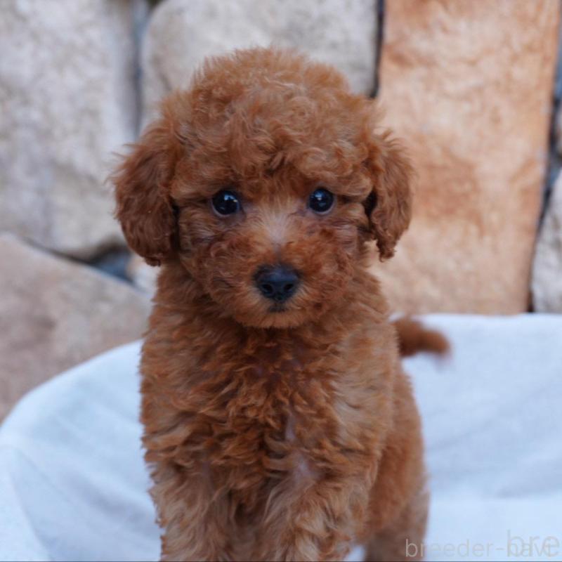 販売中の愛知県のトイプードル-456303の4枚目