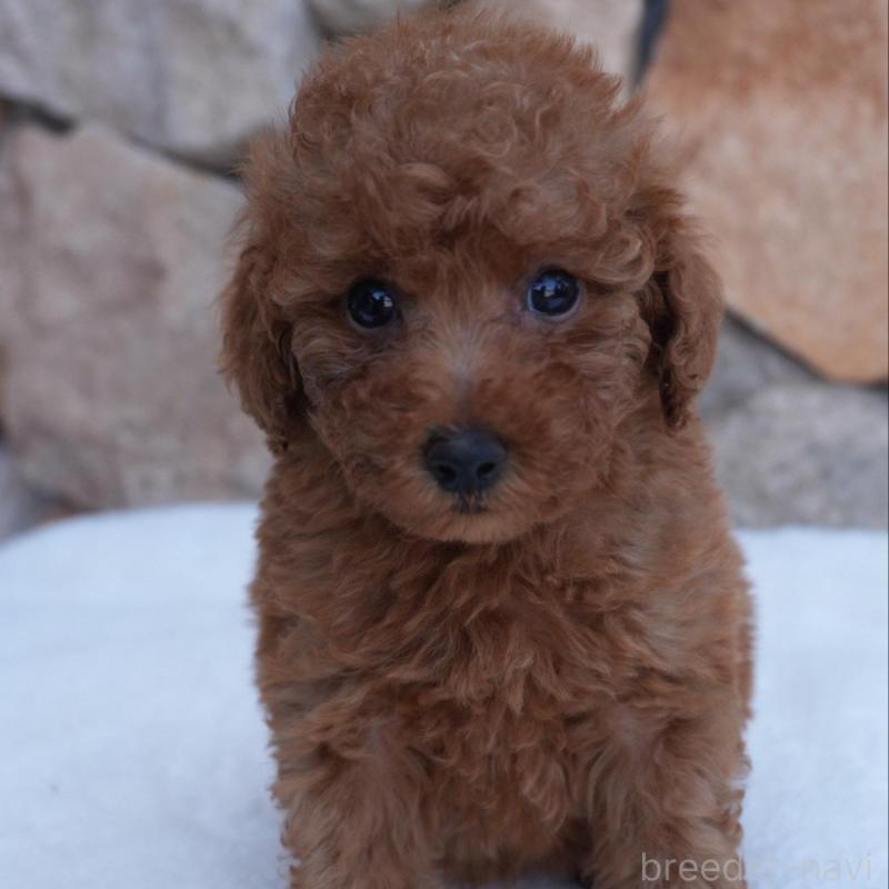 販売中の愛知県のトイプードル-456303の3枚目