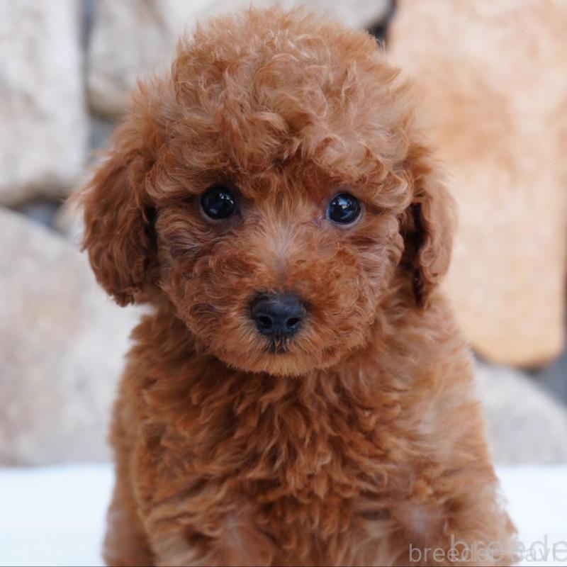 販売中の愛知県のトイプードル-456303の2枚目