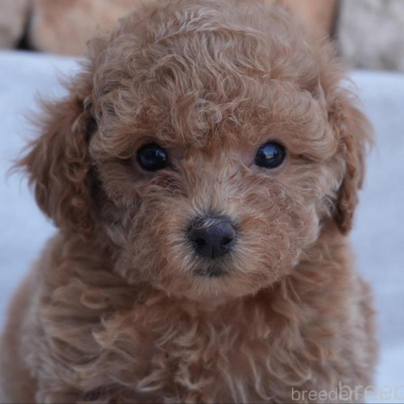 販売中の愛知県のトイプードル-456304の5枚目