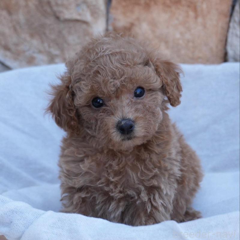 販売中の愛知県のトイプードル-456304の4枚目