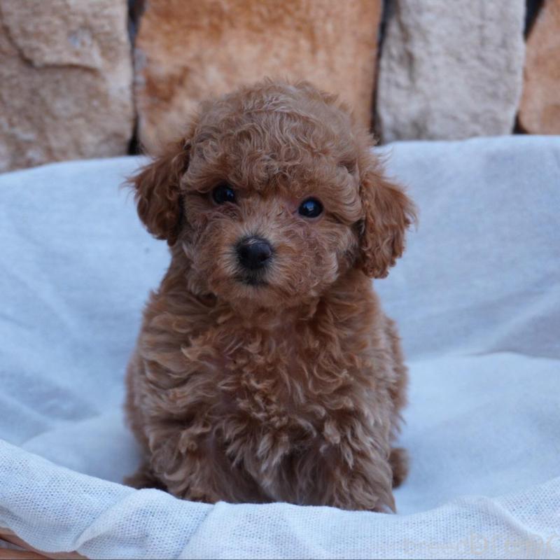 販売中の愛知県のトイプードル-456304の3枚目