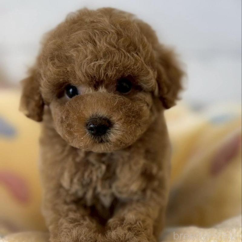 販売中の愛知県のトイプードル-456304の2枚目