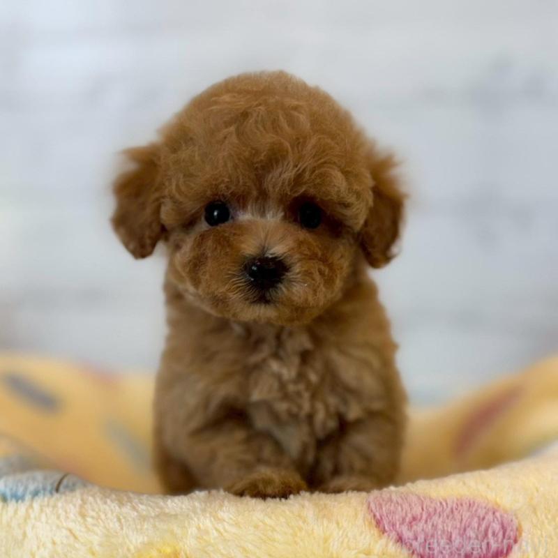 販売中の愛知県のトイプードル-456305の2枚目