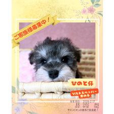 ♀︎ミニチュアシュナウザー