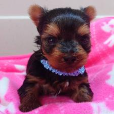 ♀︎ヨークシャーテリア