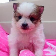 オンライン見学