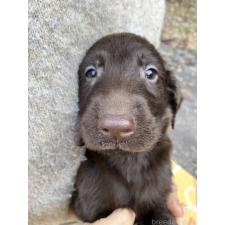 ♀︎フラットコーテッドレトリーバー