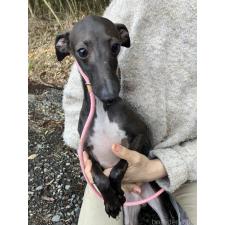 ♀︎イタリアングレーハウンド(イタグレ)