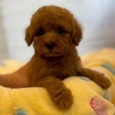 ♀︎トイプードル