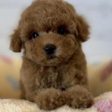 ♀︎トイプードル