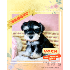 ♀︎ミニチュアシュナウザー