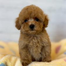 ♀︎トイプードル