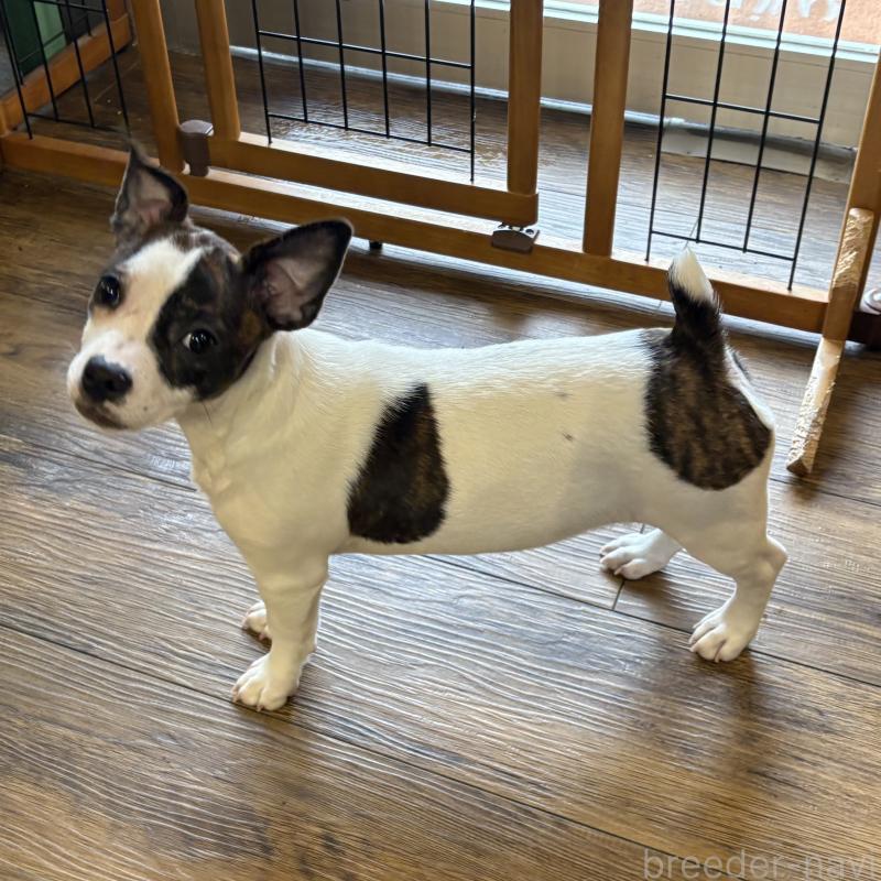 販売中の京都府のミックス犬-434221