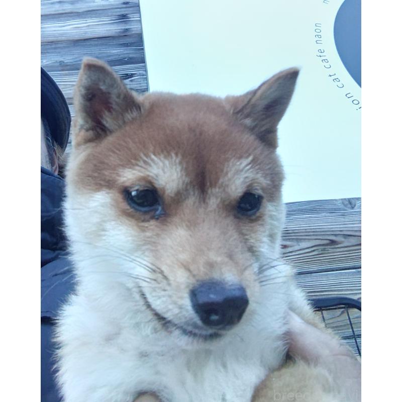 販売中の富山県の豆柴-436827の7枚目